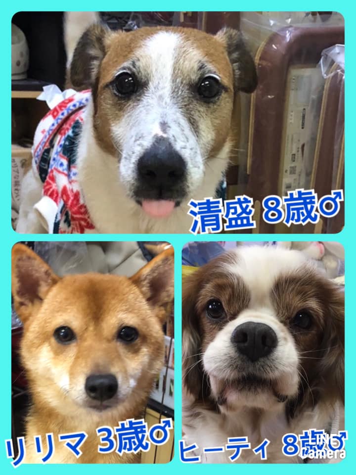 🐾今日の里親様募集中ワンコ🐶メンバーです🐾2020,12,10